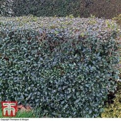 Osmanthus X Burkwoodii 12 Osmanthus X Burkwoodii -Garden Glory Sales OSMA T58216 C