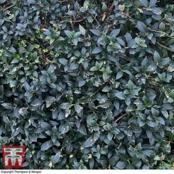 Osmanthus X Burkwoodii 13 Osmanthus X Burkwoodii -Garden Glory Sales OSMA T58216 D
