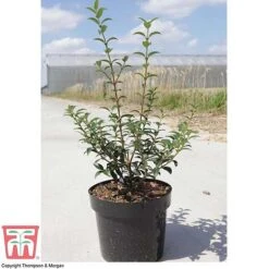 Osmanthus X Burkwoodii 15 Osmanthus X Burkwoodii -Garden Glory Sales OSMA T58216 E