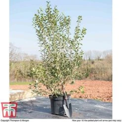 Osmanthus X Burkwoodii 14 Osmanthus X Burkwoodii -Garden Glory Sales OSMA T58216 F