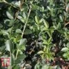 Osmanthus Delavayi 1 Osmanthus Delavayi -Garden Glory Sales OSMA T63584 A