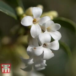 Osmanthus Delavayi -Garden Glory Sales OSMA T63584 C