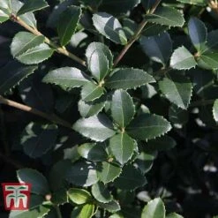 Osmanthus Delavayi -Garden Glory Sales OSMA T63584 E
