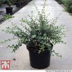 Osmanthus Delavayi -Garden Glory Sales OSMA T63584 F1