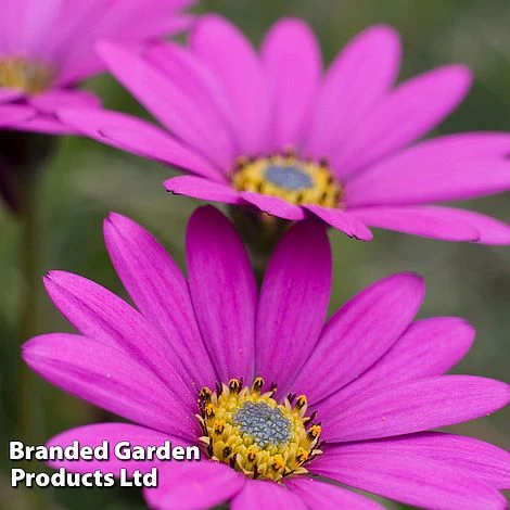 Osteospermum Blush Collection (Hardy) 4 Osteospermum Blush Collection (Hardy) - Image 2