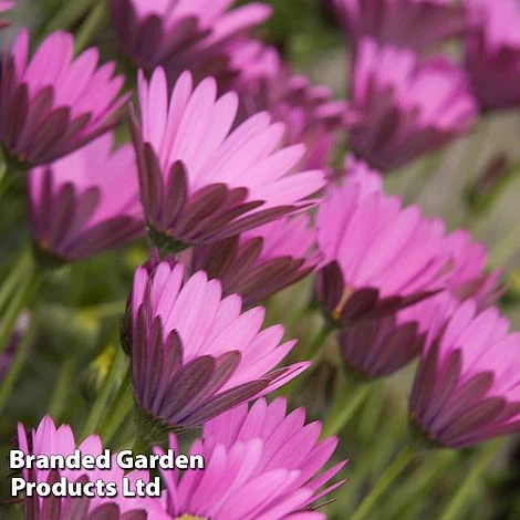 Osteospermum Blush Collection (Hardy) 5 Osteospermum Blush Collection (Hardy) - Image 3