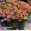 Osteospermum 'Dazzling Duo' -Garden Glory Sales OSTE PURPLESUN T26156