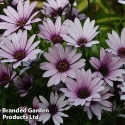 Osteospermum Blush Collection (Hardy) 12 Osteospermum Blush Collection (Hardy) -Garden Glory Sales OSTE SENNANSUN S438872