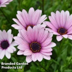 Osteospermum Blush Collection (Hardy) 13 Osteospermum Blush Collection (Hardy) -Garden Glory Sales OSTE SENNANSUN S438881