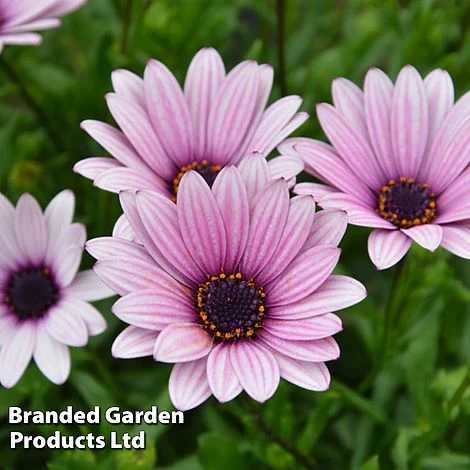 Osteospermum Blush Collection (Hardy) 7 Osteospermum Blush Collection (Hardy) - Image 5