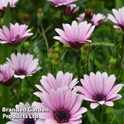 Osteospermum Blush Collection (Hardy) 14 Osteospermum Blush Collection (Hardy) -Garden Glory Sales OSTE SENNANSUN S438901
