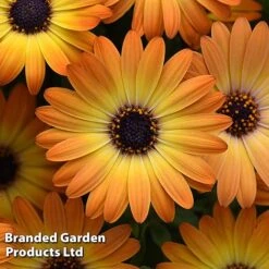 Osteospermum 'Dazzling Duo' -Garden Glory Sales OSTE SERENSUNS S26077