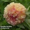 Tree Peony 'Jin Ge' -Garden Glory Sales PAEA KC9584 A