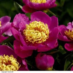 Peony Collection -Garden Glory Sales PAEO DOREEN H319882
