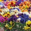 Pansy Summertime Mix (Garden Ready) -Garden Glory Sales PANS P85592 A4