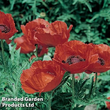 Poppy 'Allegro' 3 Poppy 'Allegro'