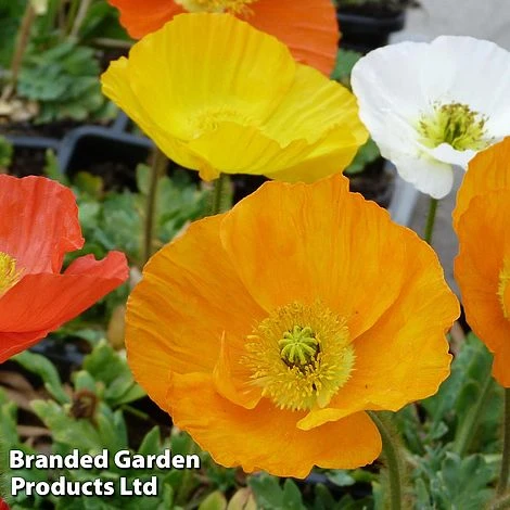 Poppy Nudicaule 'Garden Gnome' 3 Poppy Nudicaule 'Garden Gnome'