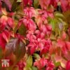 Parthenocissus Quinquefolia -Garden Glory Sales PART T58015 B