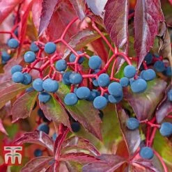Parthenocissus Quinquefolia 7 Parthenocissus Quinquefolia -Garden Glory Sales PART T58015 C