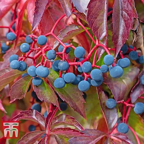 Parthenocissus Quinquefolia 5 Parthenocissus Quinquefolia - Image 3