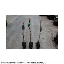 Parthenocissus Quinquefolia 'Engelmannii' 5 Parthenocissus Quinquefolia 'Engelmannii' -Garden Glory Sales PART T66356 A h