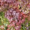 Parthenocissus Quinquefolia 'Troki Red Wall' -Garden Glory Sales PART T66357 A