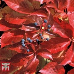 Parthenocissus Quinquefolia 'Troki Red Wall' -Garden Glory Sales PART T66357 B