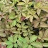 Parthenocissus Henryana -Garden Glory Sales PART TKA0947 A