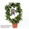 Passiflora Caerulea On A Hoop -Garden Glory Sales PASS HOOPPURPL S50485