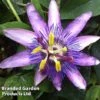 Passiflora (Passion Flower) 'Lavender Lady' -Garden Glory Sales PASS LAVENLADY S13519