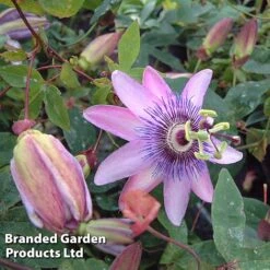 Passiflora (Passion Flower) 'Lavender Lady' -Garden Glory Sales PASS LAVENLADY S13523