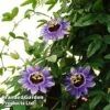 Passiflora 'Purple Haze' 2 Passiflora 'Purple Haze' -Garden Glory Sales PASS PURPHAZE L44013