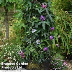 Passiflora Collection 7 Passiflora Collection -Garden Glory Sales PASS TRIO T44022