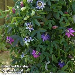 Passiflora Collection 8 Passiflora Collection -Garden Glory Sales PASS TRIO T44027