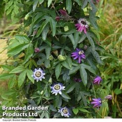 Passiflora Collection 9 Passiflora Collection -Garden Glory Sales PASS TRIO T44029