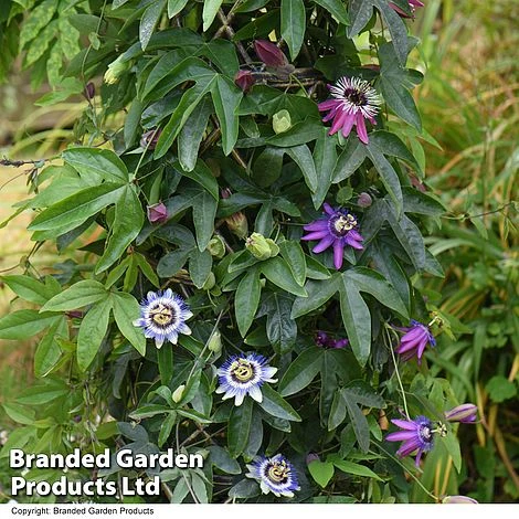 Passiflora Collection 6 Passiflora Collection - Image 4