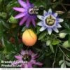 Passiflora Collection 1 Passiflora Collection -Garden Glory Sales PASS TRIO T44030