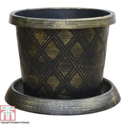 Agapanthus Midnight Cascade Collection -Garden Glory Sales PATI T56850P B1