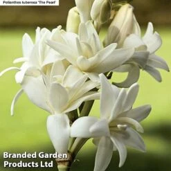 Bulb & Perennial Bumper Pack -Garden Glory Sales PEARLS