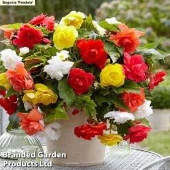 129 Bulb & Perennial Bumper Pack -Garden Glory Sales PENDULA