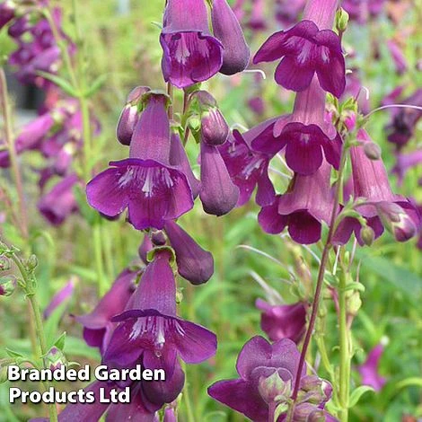 Penstemon 'Countess Of Dalkeith' 3 Penstemon 'Countess Of Dalkeith'
