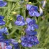 Penstemon Heterophyllus 'Electric Blue' -Garden Glory Sales PENS T80557 A h