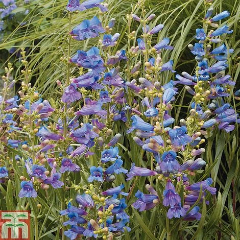 Penstemon Heterophyllus 'Electric Blue' 4 Penstemon Heterophyllus 'Electric Blue' - Image 2