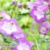 Penstemon 'Lady Alice Hindley' -Garden Glory Sales PENS ALICHINDL S45007
