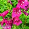 Penstemon 'Blackbird' -Garden Glory Sales PENS BLACKBIRD1