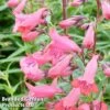 Penstemon 'Firebird' -Garden Glory Sales PENS FIREBIRD1