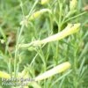 Penstemon Pinifolius 'Mersea Yellow' -Garden Glory Sales PENS MERSEAYEL1