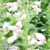 Penstemon 'Mother Of Pearl' -Garden Glory Sales PENS MOTHERPEA1