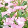 Penstemon 'Osprey' -Garden Glory Sales PENS OSPREY1
