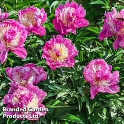 Peony Collection -Garden Glory Sales PEON BOWLBEAUT L413252